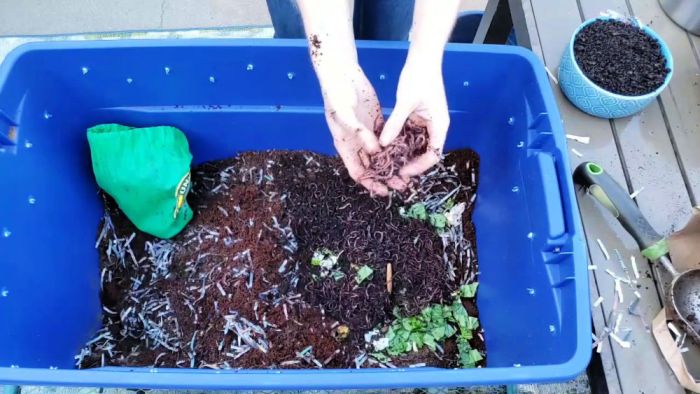 Diy earthworm bin